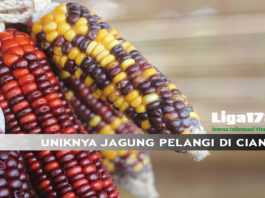 Jagung, Petani, Cianjur, Liga178news