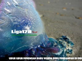 Wisata di Sumatera Barat, Wisata di Pariaman, Ubur Ubur Bluebottle, Racun Ubur Ubur, Liga178 News