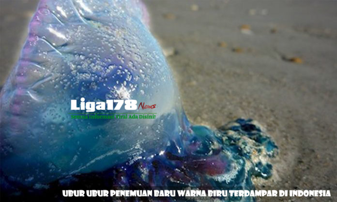 Wisata di Sumatera Barat, Wisata di Pariaman, Ubur Ubur Bluebottle, Racun Ubur Ubur, Liga178 News