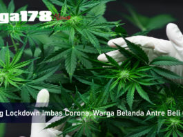 Corona, Belanda, Ganja, Liga178 News