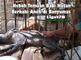 babi hutan, berkaki aneh, Banyumas, Liga178